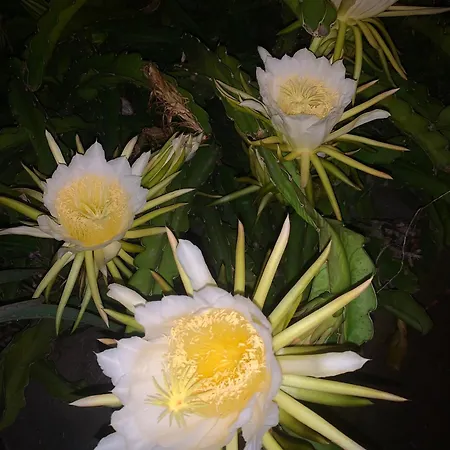 Апартаменты Oceanview Penthouse Канису