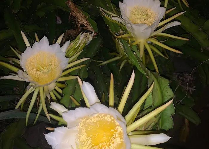 Appartamento Oceanview Penthouse Caniço